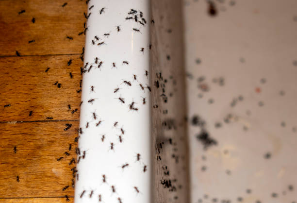 Best Affordable Exterminators  in Shorewood, IL