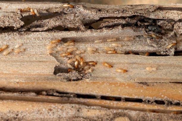 Best Best Pest Control Companies  in Shorewood, IL