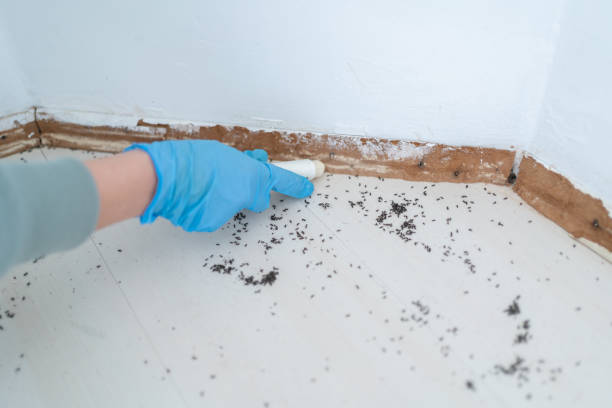 Best Flea Control Services  in Shorewood, IL