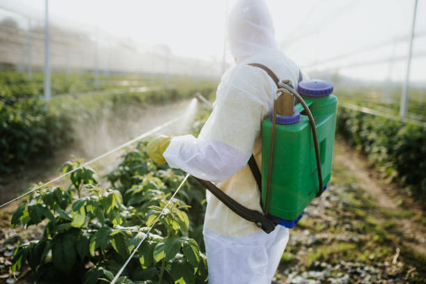 Best Wasp Removal Services  in Shorewood, IL